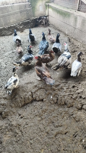 Rațe mute si gaste lesesti