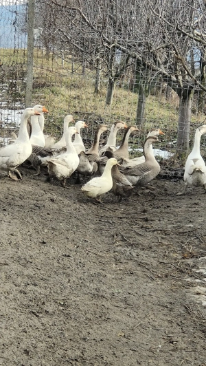 Rațe mute si gaste lesesti - imagine 3