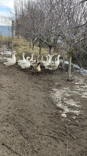 Rațe mute si gaste lesesti - imagine 2