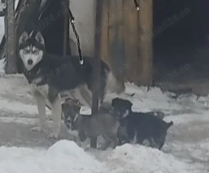 Donez, cățel Hanski  - imagine 2