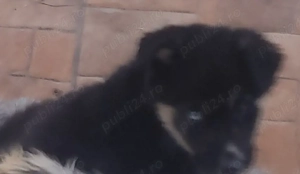 Donez, cățel Hanski  - imagine 3