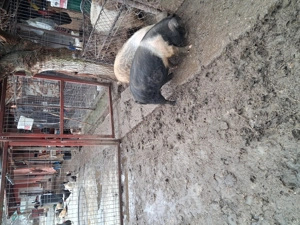Vind 2 porci de 50 kg bazna mangalita pret 800  - imagine 4