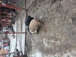 Vind 2 porci de 50 kg bazna mangalita pret 800  - imagine 3