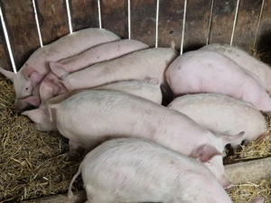 Vand soldani  - imagine 3