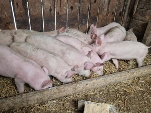 Vand soldani  - imagine 5