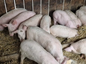 Vand soldani  - imagine 2