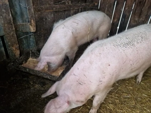 Vand scroafe tinere - imagine 3