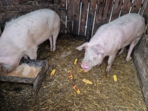 Vand scroafe tinere - imagine 4