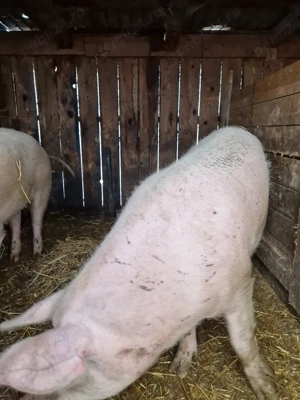 Vand scroafe tinere - imagine 5