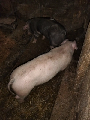 Vând porci petrean .Pret 500 lei. - imagine 2