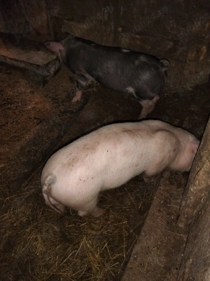 Vând porci petrean .Pret 500 lei. - imagine 3