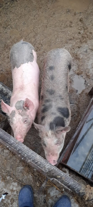 Vand porci - imagine 3