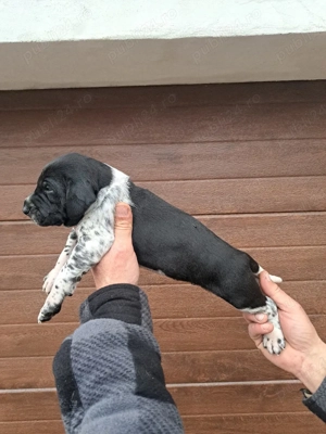 Brac german cu par scurt 