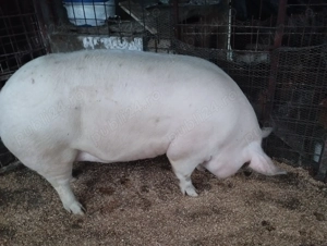 Porci diferite rase și mărimi  - imagine 4