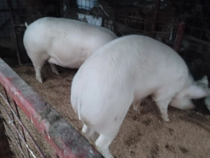 Porci diferite rase și mărimi  - imagine 5