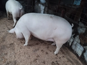 Porci de carne 200-300kg - imagine 4