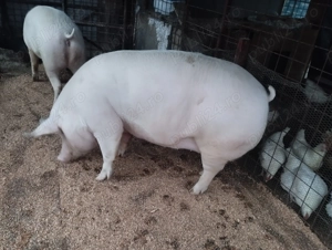 Porci diferite rase și mărimi 