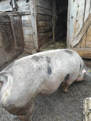 Scroafă gestantă - imagine 3