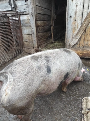 Scroafă gestantă - imagine 2