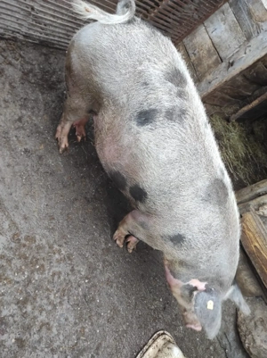 Scroafă gestantă - imagine 4