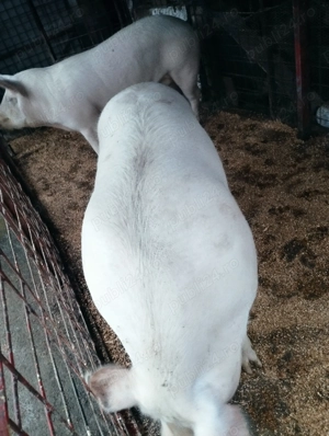 Porci de carne 200-300kg