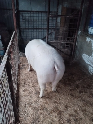 Porci diferite rase și mărimi  - imagine 7