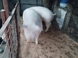 Porci de carne 200-300kg - imagine 2