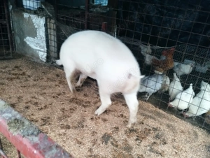 Porci diferite rase și mărimi  - imagine 10