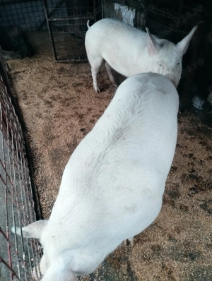 Porci diferite rase și mărimi  - imagine 8