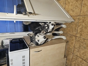  2 Cățeluși Husky Siberian 12 săptămâni fetitite - imagine 2