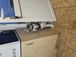  2 Cățeluși Husky Siberian 12 săptămâni fetitite - imagine 3