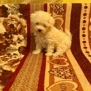 Vând bison Maltez!Băiat varsta săptămâni! - imagine 3