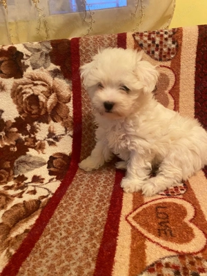 Vând bison Maltez!Băiat varsta săptămâni! - imagine 2