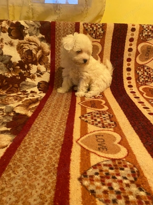 Vând bison Maltez!Băiat varsta săptămâni! - imagine 4