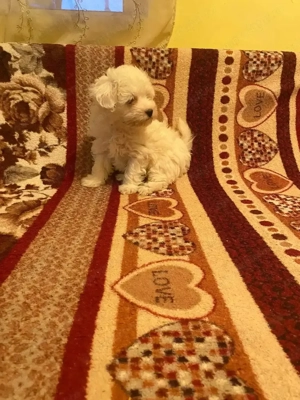 Vând bison Maltez!Băiat varsta săptămâni!