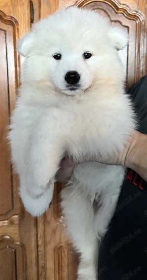 Mascul Samoyed foarte energic cu pedigree
