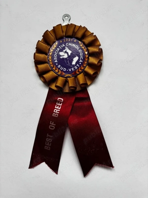 Mascul Samoyed foarte energic cu pedigree - imagine 2