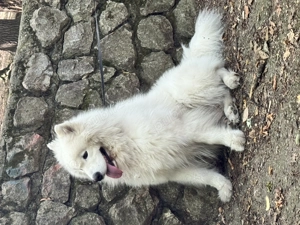 Mascul Samoyed foarte energic cu pedigree - imagine 5