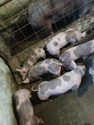 vand purcei petrain - imagine 3