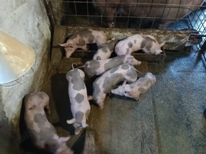 vand purcei petrain - imagine 2