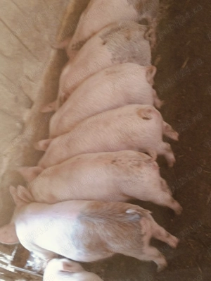 Purcei înțărcați 