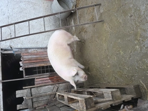 Vând porc! - imagine 3