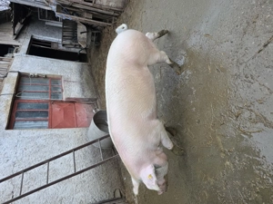 Vând porc! - imagine 4