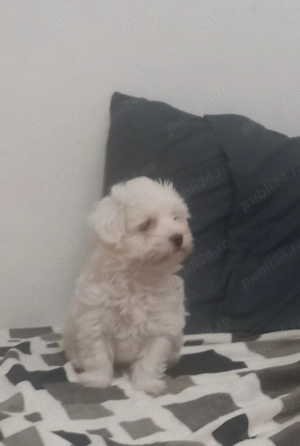 Vând bison Maltez!Băiat varsta săptămâni! - imagine 5