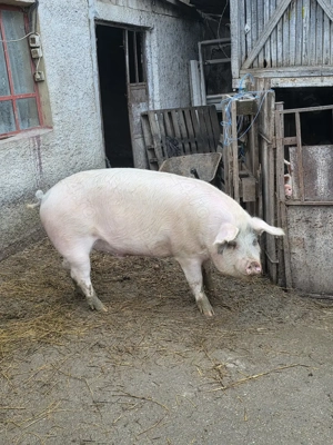 Vând porc! - imagine 2