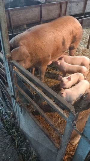 Purcea cu 6 purcei - imagine 4