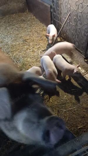 Purcea cu 6 purcei - imagine 3