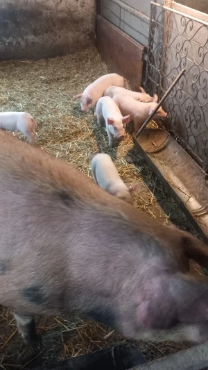 Purcea cu 6 purcei - imagine 2