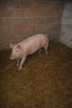 Porc de vanzare 