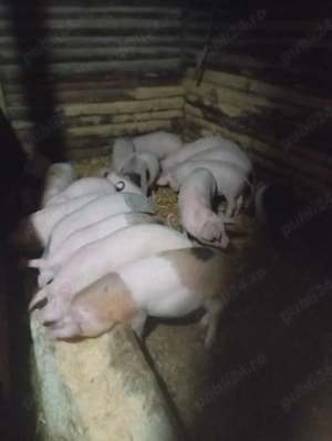 purcei de vânzare  - imagine 3